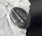 Elrathia kingii (MEEK 1870)  - Bild &copy; FossNet FossilienStore